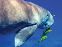 Dugong