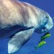 Dugong