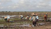 Food Estate Disebut Perparah Degradasi Gambut Kalteng