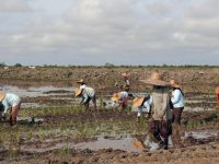 Food Estate