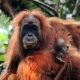 Orangutan Tapanuli