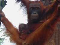 bayi orangutan