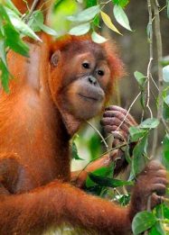 Hari Primata Indonesia