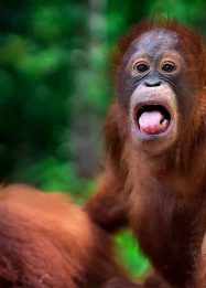 Kegiatan pemutakhiran data orangutan di Palangka Raya, pemutakhiran data orangutan Kalteng