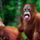 Kegiatan pemutakhiran data orangutan di Palangka Raya, pemutakhiran data orangutan Kalteng