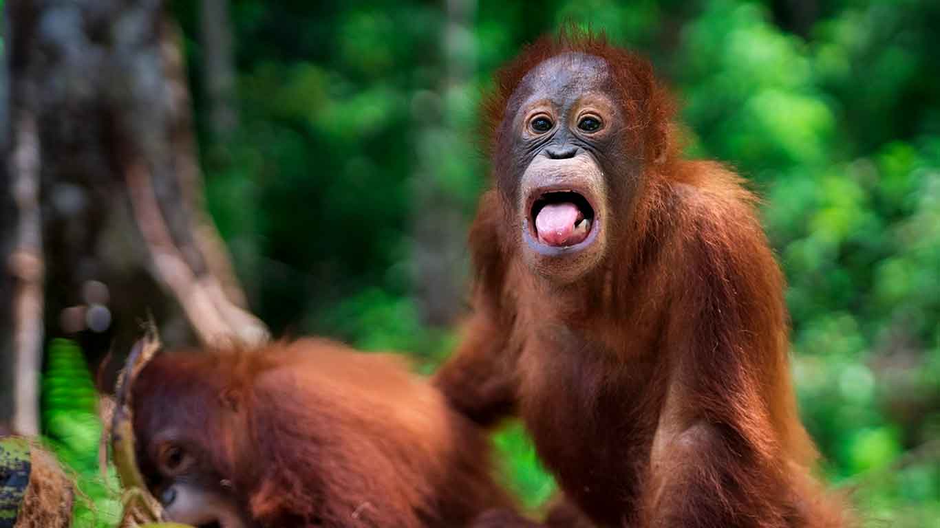 Kegiatan pemutakhiran data orangutan di Palangka Raya, pemutakhiran data orangutan Kalteng