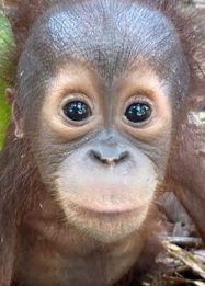 Bayi orangutan Jack di pusat rehabilitasi orangutan di Berau, Kalimantan Timur. Foto: Dok. PPS Long Sam