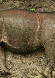 Badak Kalimantan subspesies Dicerorhinus sumatrensis harrissoni sedang berendam di kubangan lumpur di fasilitas penangkaran konservasi.