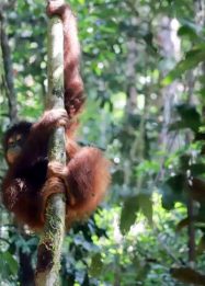 Foto orangutan Kalimantan sedang memanjat pohon di kawasan hutan Taman Nasional Betung Kerihun Kapuas Hulu Kalimantan Barat.