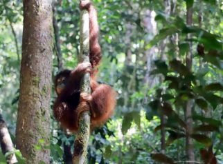 Foto orangutan Kalimantan sedang memanjat pohon di kawasan hutan Taman Nasional Betung Kerihun Kapuas Hulu Kalimantan Barat.