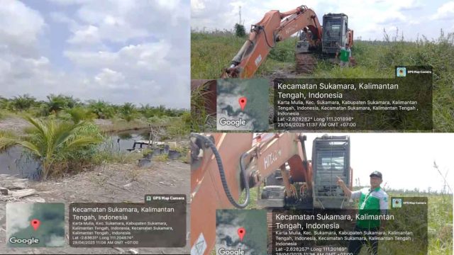 Foto kolase hasil investigasi memperlihatkan alat berat ekskavator dan area perkebunan sawit di lokasi dugaan pembukaan lahan kawasan hutan Kecamatan Sukamara, Kalimantan Tengah.