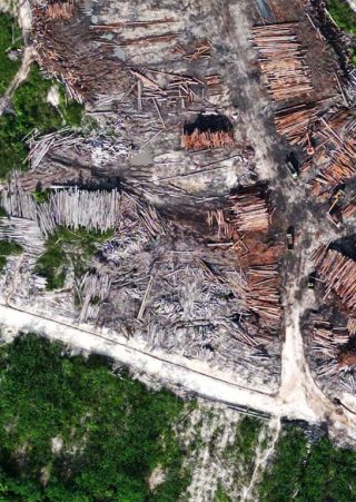 Foto tumpukan kayu log hasil pembukaan lahan di area konsesi PT Bumi Hijau Prima (BHP) di Kalimantan Tengah.