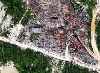 Foto tumpukan kayu log hasil pembukaan lahan di area konsesi PT Bumi Hijau Prima (BHP) di Kalimantan Tengah.