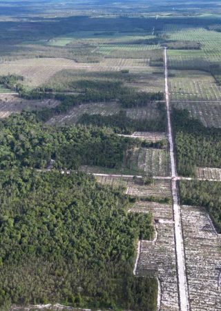 Foto udara pembukaan hutan untuk pembangunan jalan dan kebun di konsesi PT Industrial Forest Plantation (IFP) di wilayah DAS Kapuas, Kalimantan Tengah.