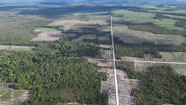 Foto udara pembukaan hutan untuk pembangunan jalan dan kebun di konsesi PT Industrial Forest Plantation (IFP) di wilayah DAS Kapuas, Kalimantan Tengah.