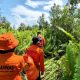 Foto tim SAR gabungan melakukan pencarian korban hilang di kawasan hutan Habaring Hurung, Palangka Raya.