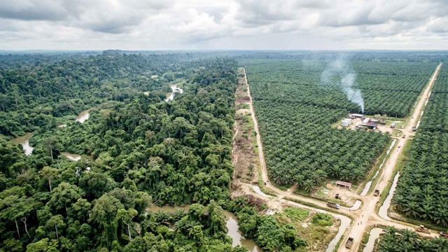 Foto udara kawasan hutan tropis berbatasan dengan perkebunan kelapa sawit di Kabupaten Seruyan, Kalimantan Tengah.