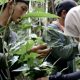Foto peneliti Kebun Raya Banua sedang meneliti tumbuhan di kawasan hutan Kabupaten Tanah Bumbu