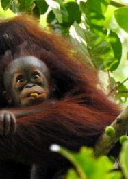 Foto orangutan sedang menggendong bayi di Sungai Joloi