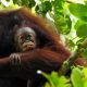 Foto orangutan sedang menggendong bayi di Sungai Joloi
