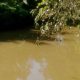 Kondisi Sungai Paku di Desa Wuran, Kecamatan Karusen Janang, Kabupaten Barito Timur, Kalimantan Tengah, yang menjadi sorotan akibat krisis air dan dampak lingkungan di sekitar kawasan perkebunan sawit.
