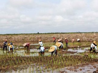 Petani menanam padi di area persawahan Dadahup, Kabupaten Kapuas, Kalimantan Tengah, yang menjadi salah satu kawasan pertanian pangan di daerah tersebut.