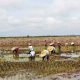 Petani menanam padi di area persawahan Dadahup, Kabupaten Kapuas, Kalimantan Tengah, yang menjadi salah satu kawasan pertanian pangan di daerah tersebut.