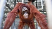 Foto orangutan Farida sedang berada di kandang angkut sebelum pelepasliaran di Taman Nasional Bukit Baka Bukit Raya.