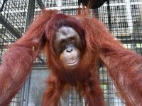 Foto orangutan Farida sedang berada di kandang angkut sebelum pelepasliaran di Taman Nasional Bukit Baka Bukit Raya.