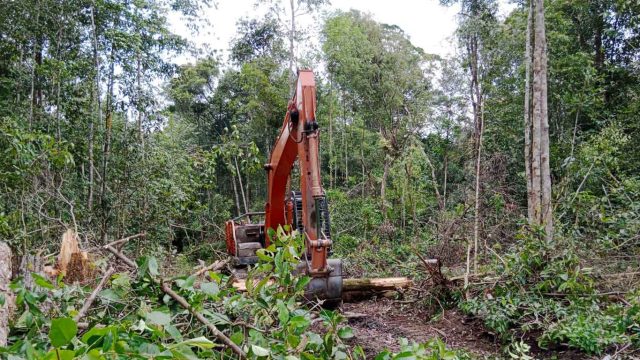 Foto alat berat sedang membuka kawasan Hutan Produksi Konversi untuk perkebunan kelapa sawit di Kabupaten Sukamara, Kalimantan Tengah