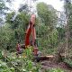 Foto alat berat sedang membuka kawasan Hutan Produksi Konversi untuk perkebunan kelapa sawit di Kabupaten Sukamara, Kalimantan Tengah