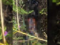 Foto petugas sedang melakukan olah tempat kejadian perkara di hutan Kereng Bangkirai, Palangka Raya.