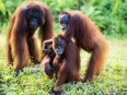 Natalie dan Cantik berada di kawasan hutan sebelum dilepasliarkan.