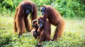 Natalie dan Cantik berada di kawasan hutan sebelum dilepasliarkan.
