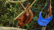 Orangutan bernama Jojo berada di sekolah Centre for Orangutan Protection.