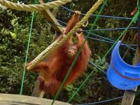 Orangutan bernama Jojo berada di sekolah Centre for Orangutan Protection.