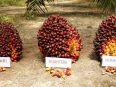 Tandan buah segar kelapa sawit hasil panen petani