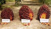 Tandan buah segar kelapa sawit hasil panen petani