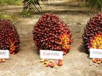 Tandan buah segar kelapa sawit hasil panen petani