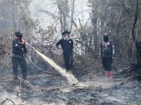 Tiga petugas BPBD menyemprotkan air ke lahan gambut yang terbakar di Tumbang Nusa