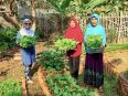 Britania Sari bersama ibu-ibu tetangga mengelola kebun warga untuk penyediaan pangan.