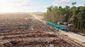 Hutan tropis yang menjadi perhatian dalam sorotan terhadap rantai pasok APRIL Group.