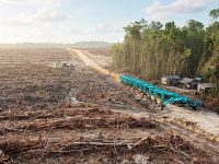 Hutan tropis yang menjadi perhatian dalam sorotan terhadap rantai pasok APRIL Group.