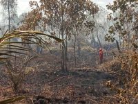 Petugas gabungan melakukan pemadaman kebakaran lahan gambut di Kumai
