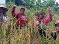 Sejumlah perempuan Masyarakat Adat Dayak Ma'anyan memanen padi lokal di ladang Desa Ampari Bura, Kabupaten Barito Timur.