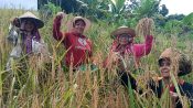 Sejumlah perempuan Masyarakat Adat Dayak Ma'anyan memanen padi lokal di ladang Desa Ampari Bura, Kabupaten Barito Timur.