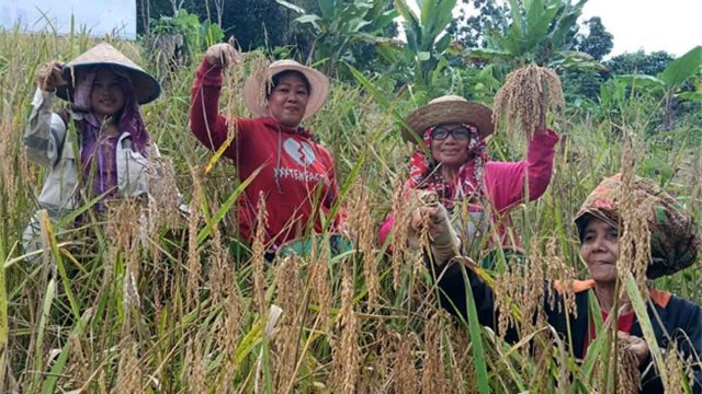 Sejumlah perempuan Masyarakat Adat Dayak Ma'anyan memanen padi lokal di ladang Desa Ampari Bura, Kabupaten Barito Timur.