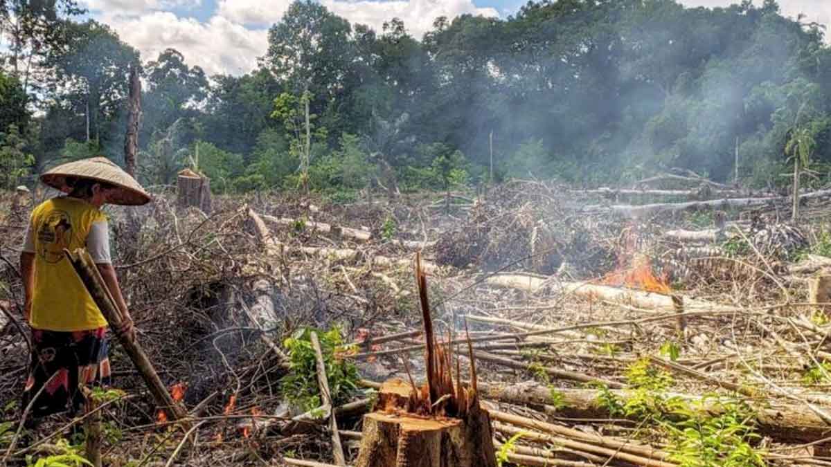Seorang peladang Dayak mengenakan topi tradisional sedang mengawasi proses pembakaran lahan secara terkontrol di Kapuas Hulu, Kalimantan Barat.
