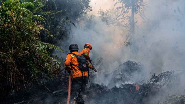 Dua petugas BPBD Kota Palangka Raya berjibaku memadamkan kebakaran hutan dan lahan di kawasan lahan gambut.