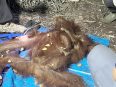 Sepasang orang utan, induk Raya dan anak Rayu, dievakuasi setelah ditemukan selamat dari kebakaran hutan dan lahan di Hutan Kota Sampit.